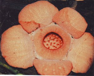 Bunga Rafflesia patma mekar