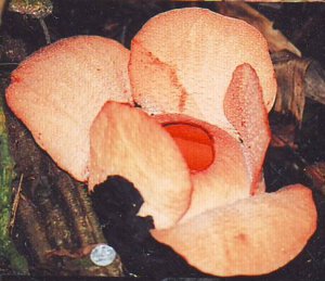 Helai mahkota Rafflesia